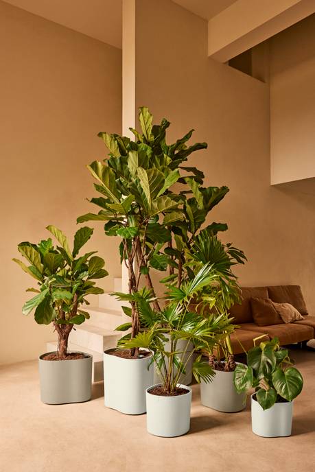 eden 30cm tortora tenue